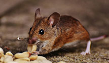 stored-grain-pest-management Experts in Turnersville